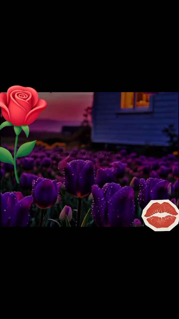 @456Elvis
