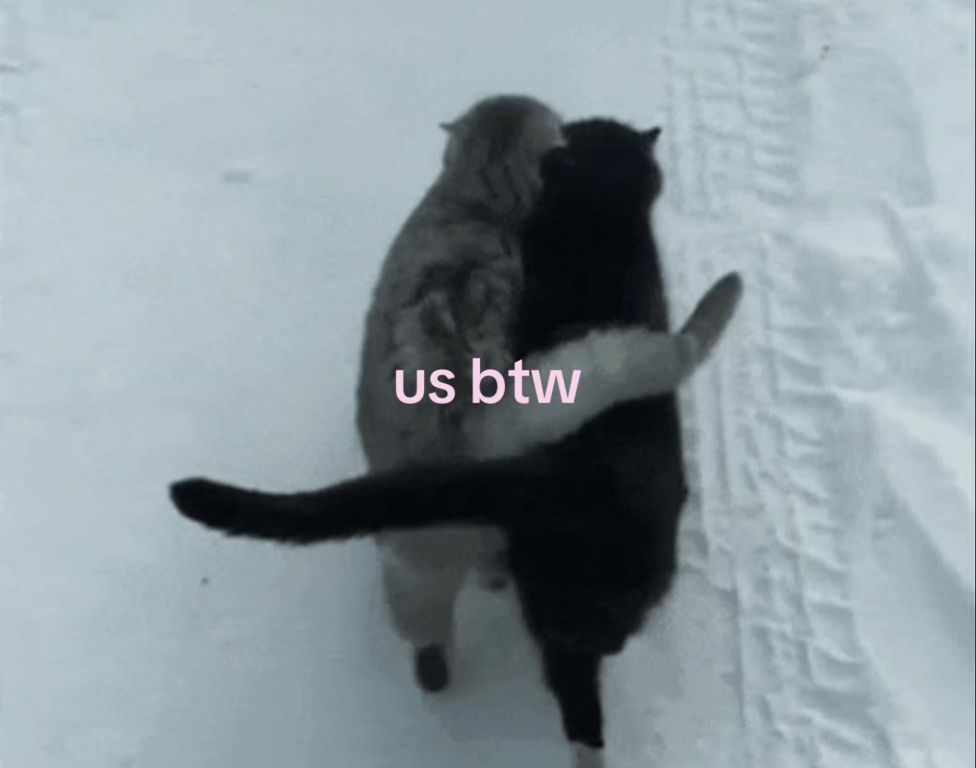 @🪽
