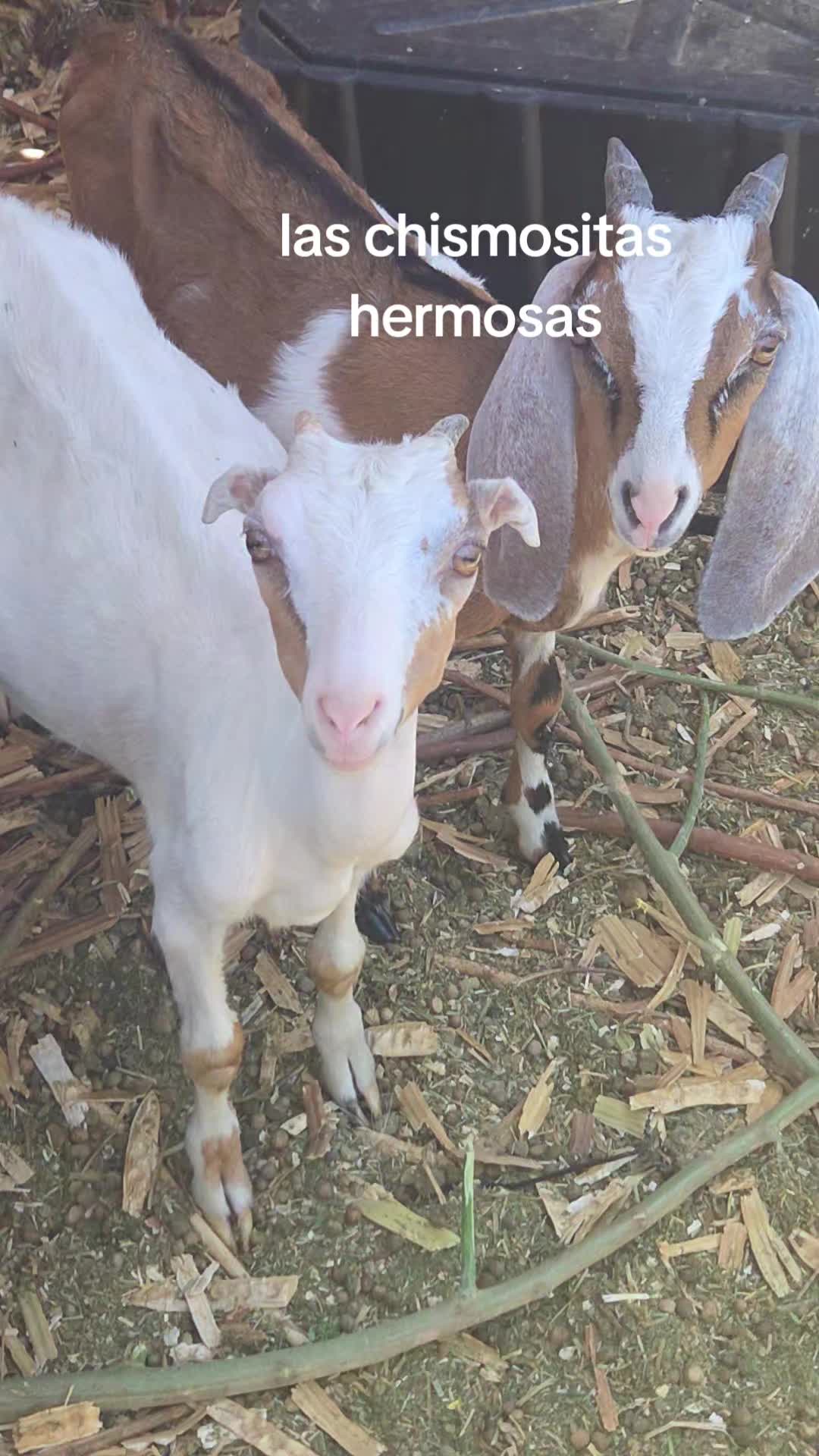 @karina Ontiveros