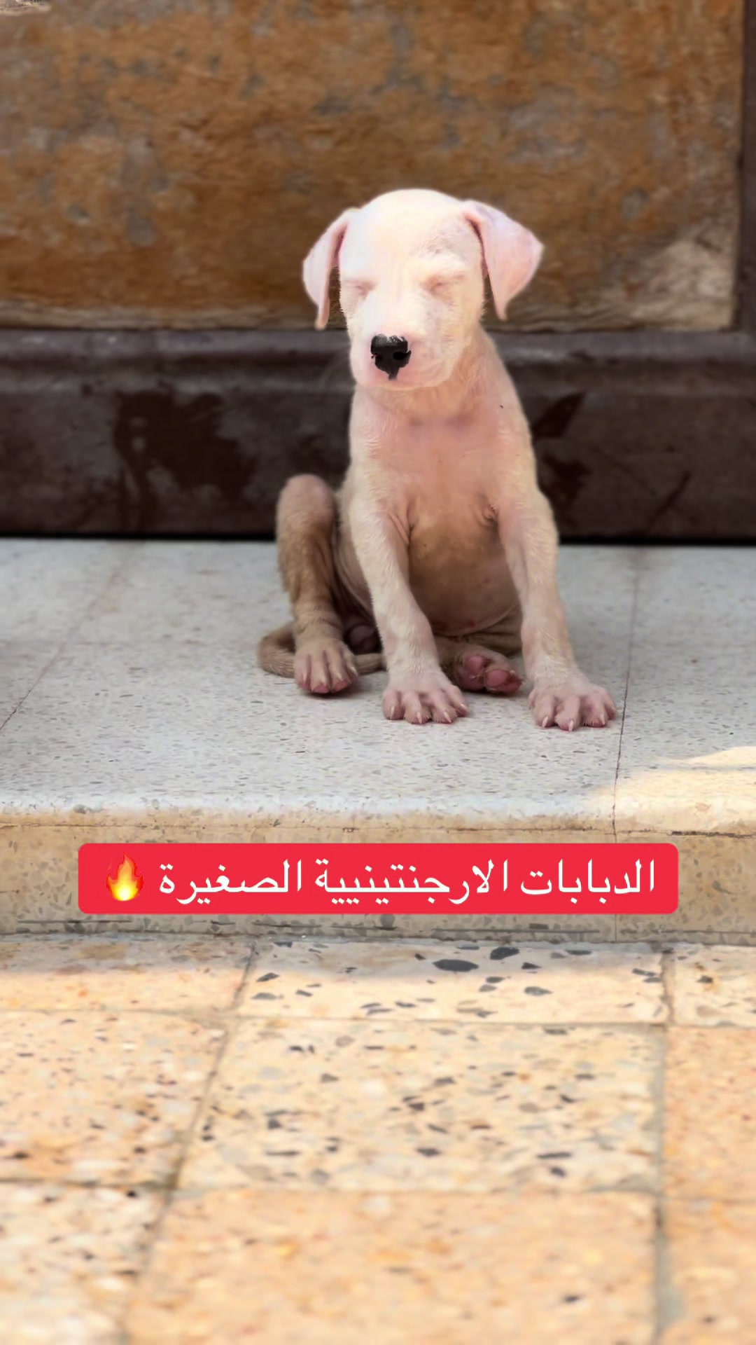 @عصابة كلاب الدوڨو&البيتبول🔥