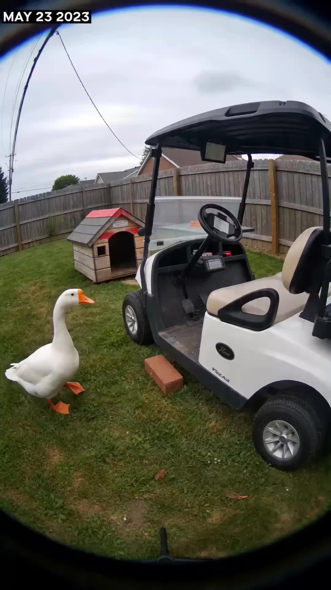 @Goosebombs