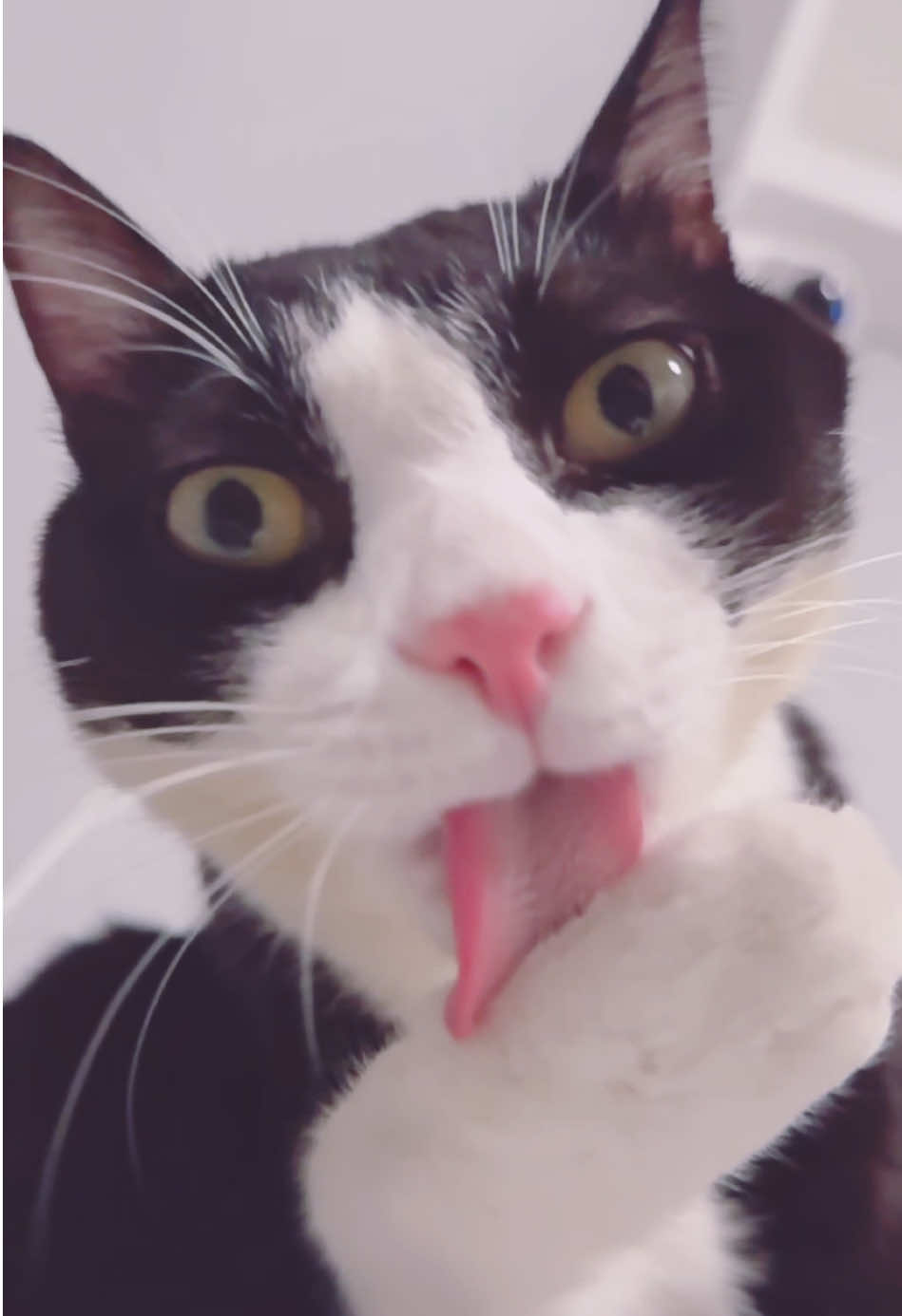 @Licking Cat