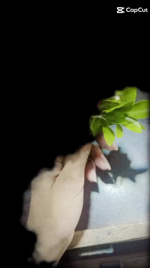 @🕊️🌸ـﮩﮩᎪຮ𝖍υ