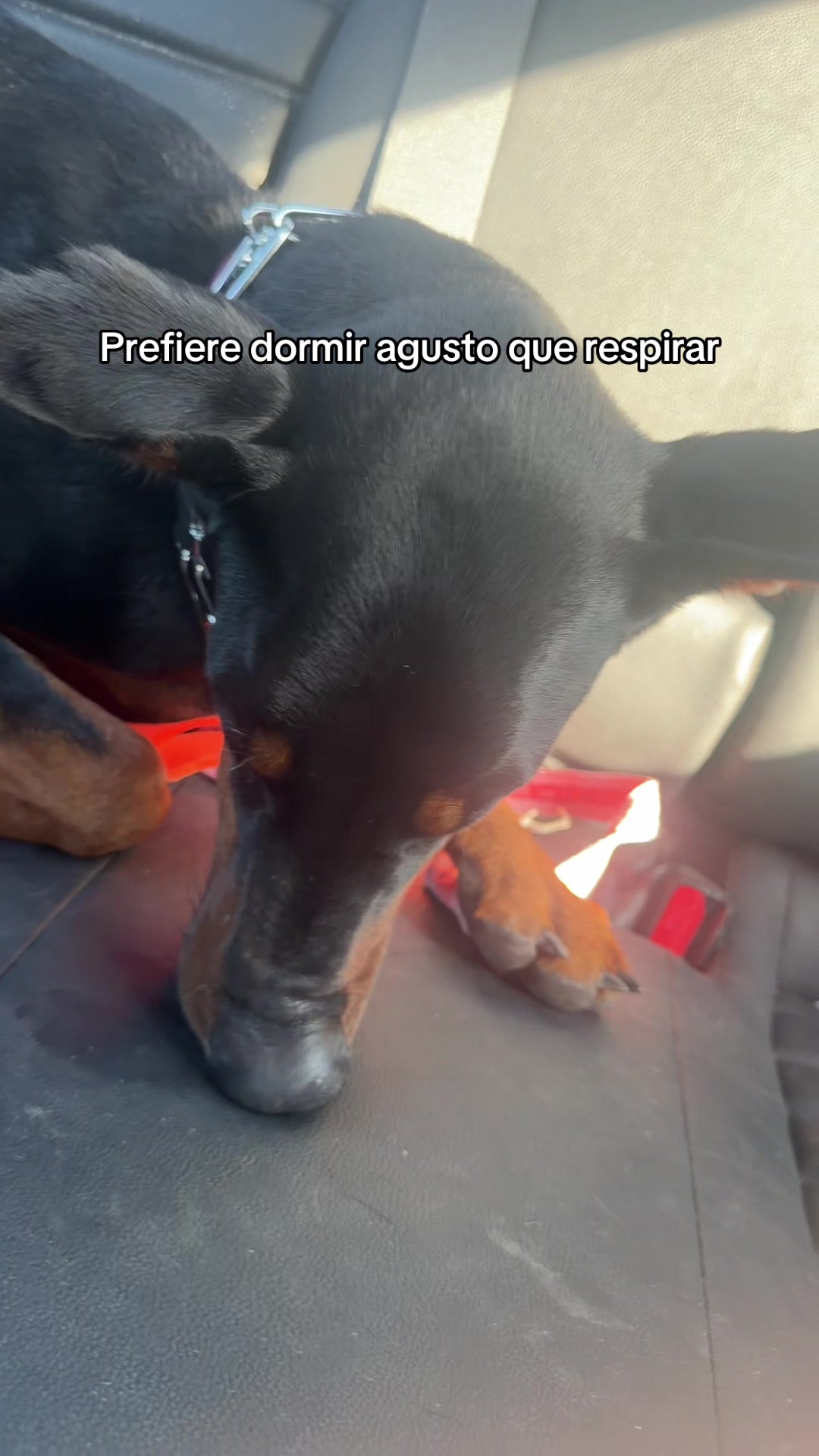 @frijolserahui