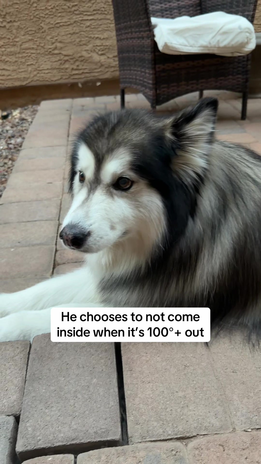 @Bandit The Husky