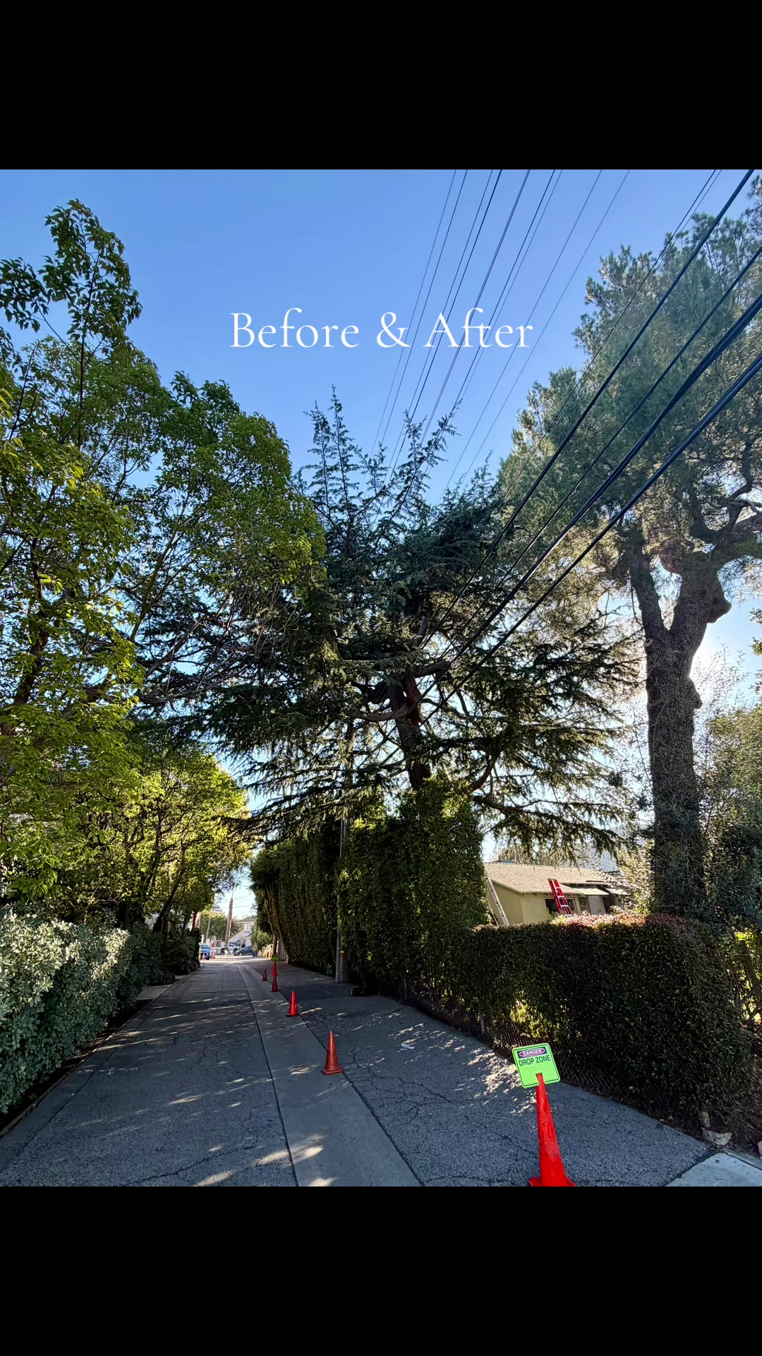 @Estan Tree Specialist