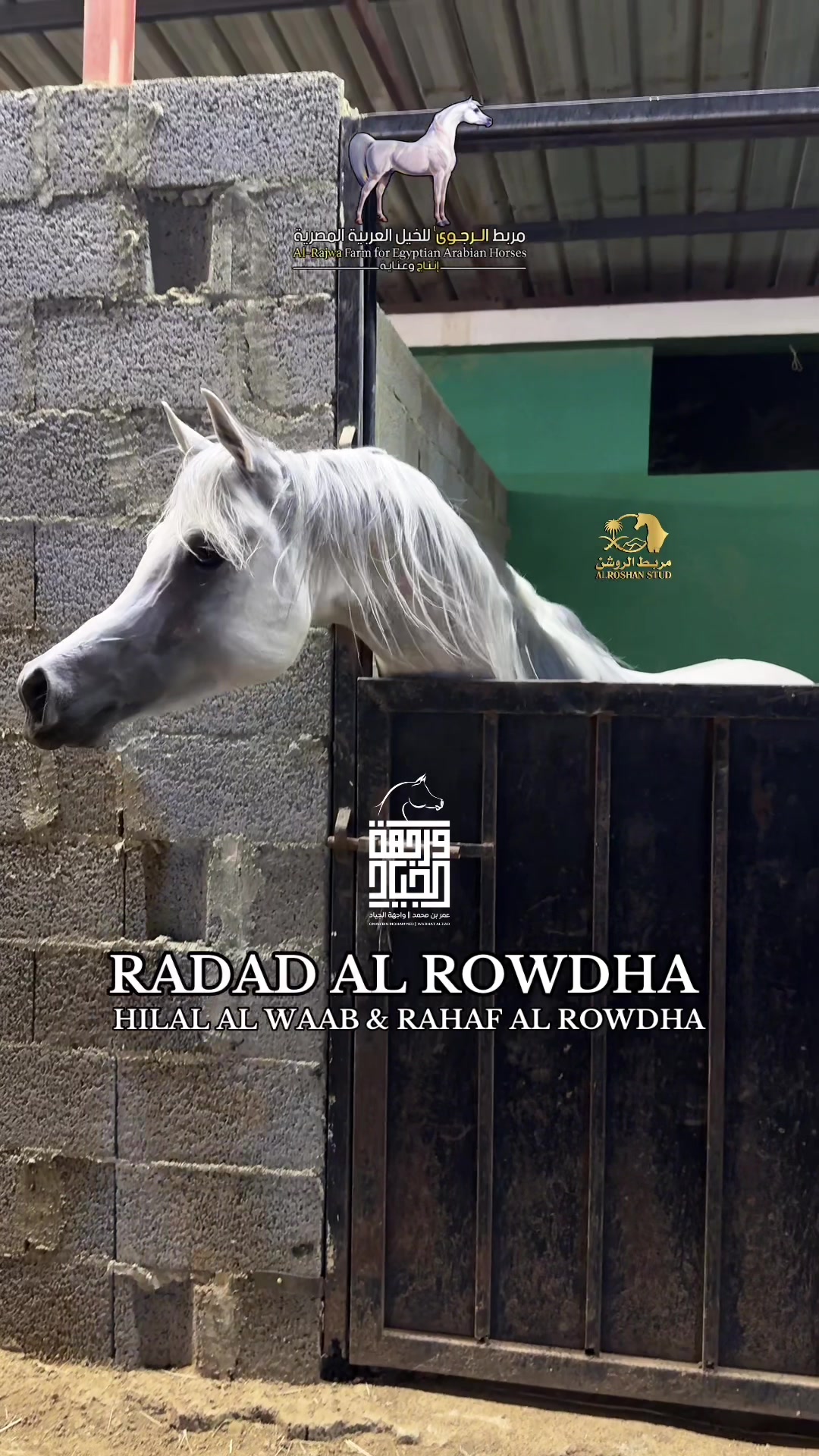 @عمر بن محمد | واجهة الجـياد🏅