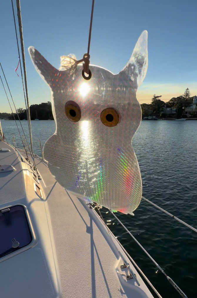 @treasure_sailing