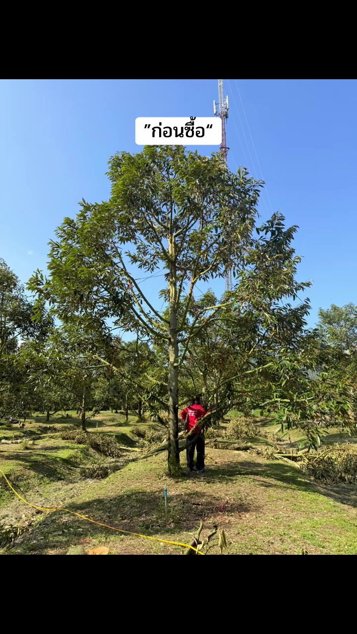 @nongfang