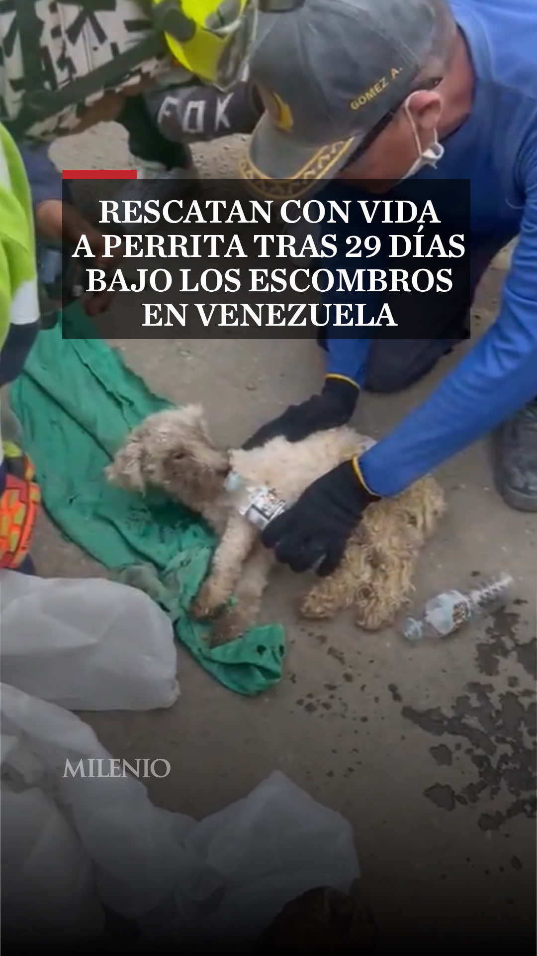 @MILENIO