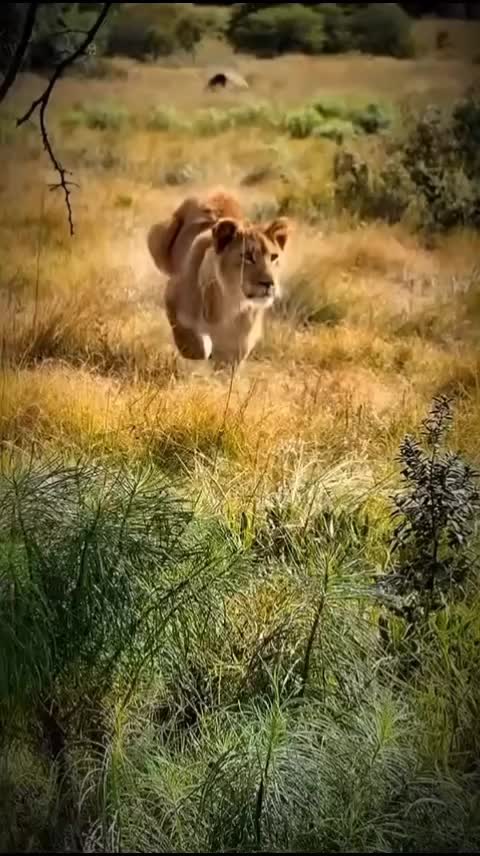 @Guzzicar🦁