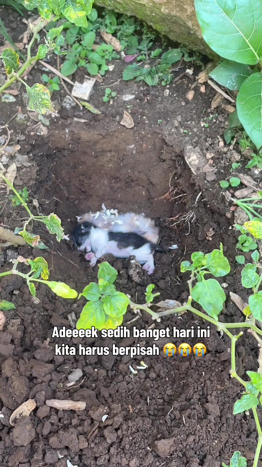 @biskuit&cimul