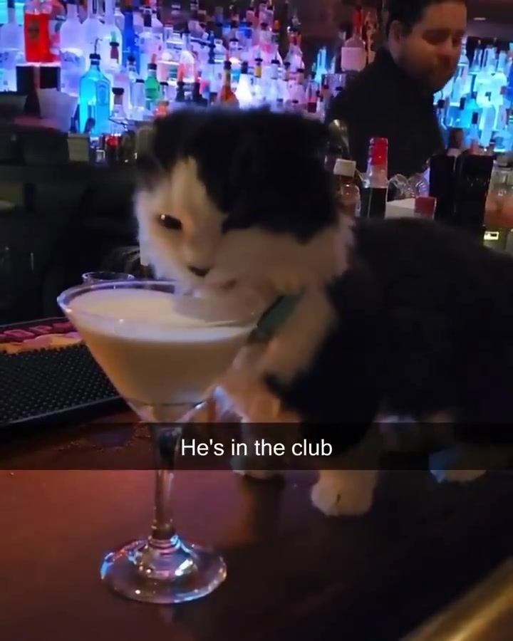 @Cat Memes