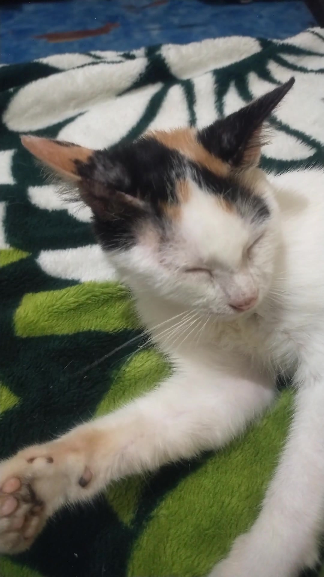 @✨💫🦋 🌸🌼 ME - YAW 😻🐾🐈