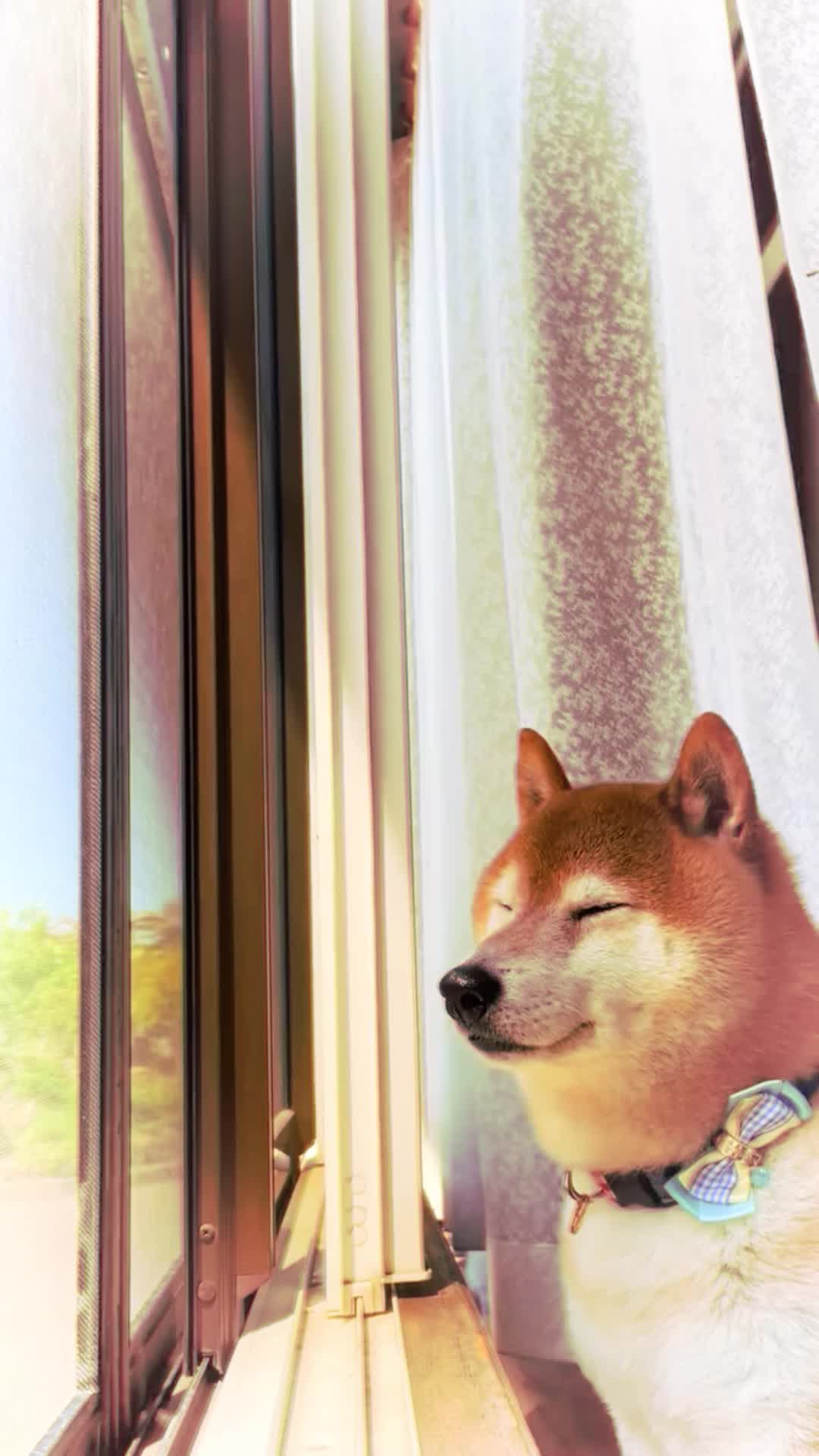 @top dawg