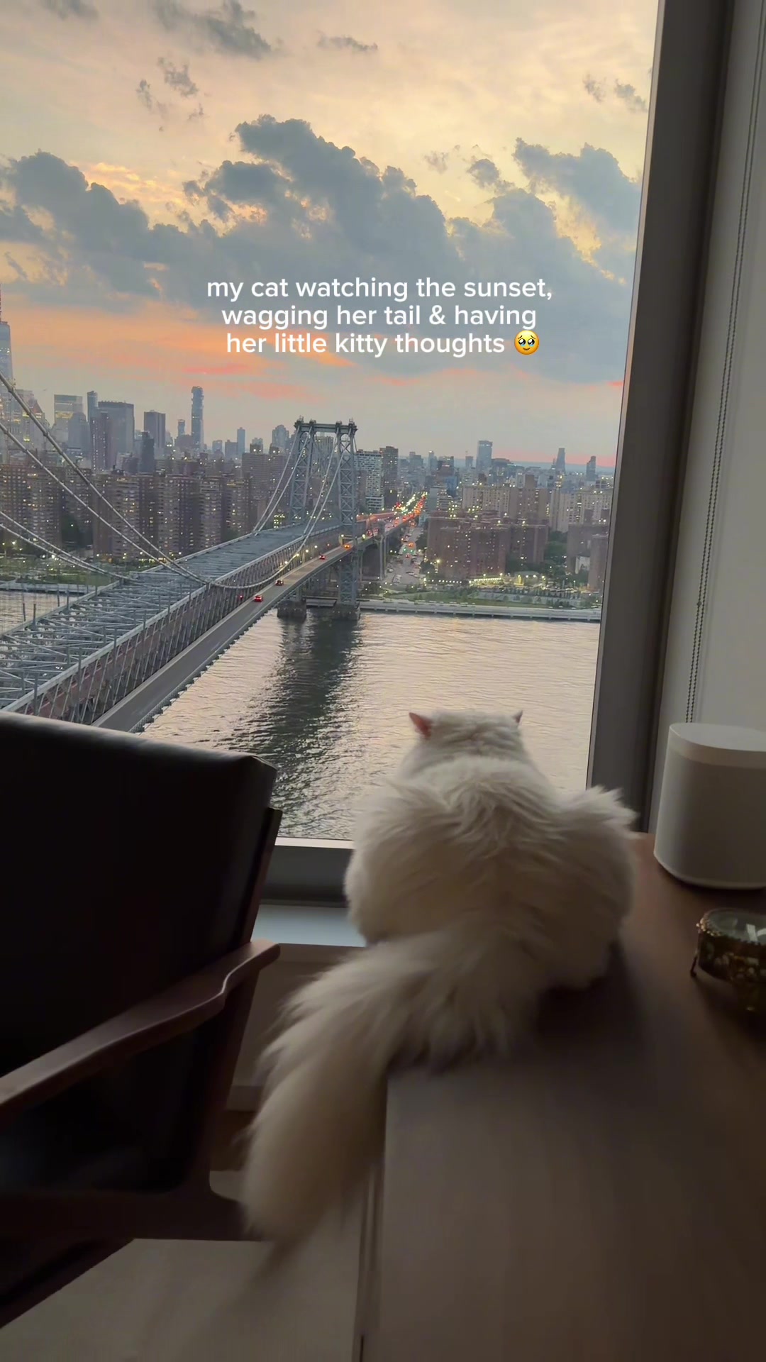 @Cleo the City Kitty