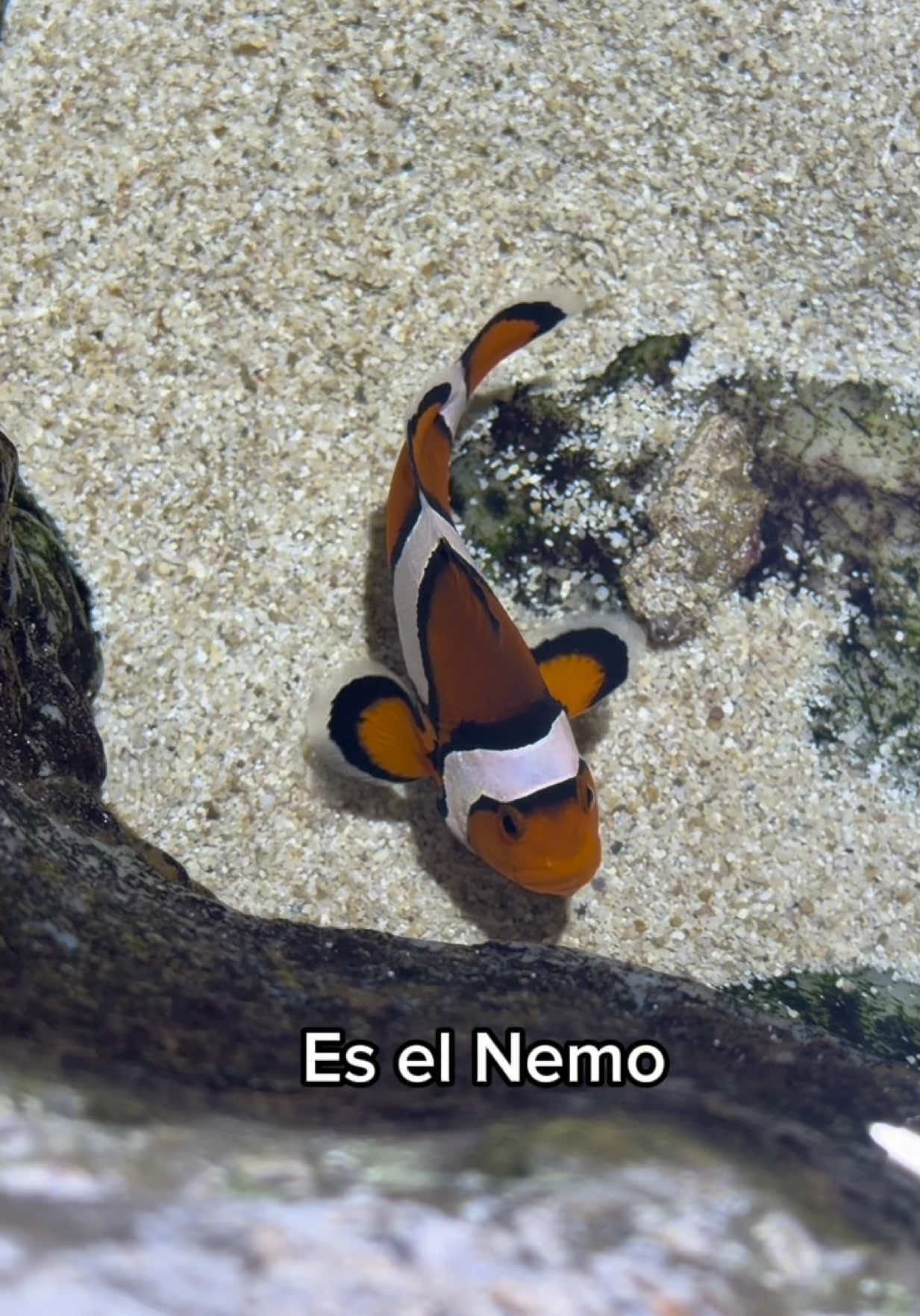 @Ale