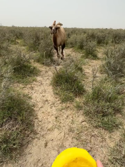 @Gislason Camel