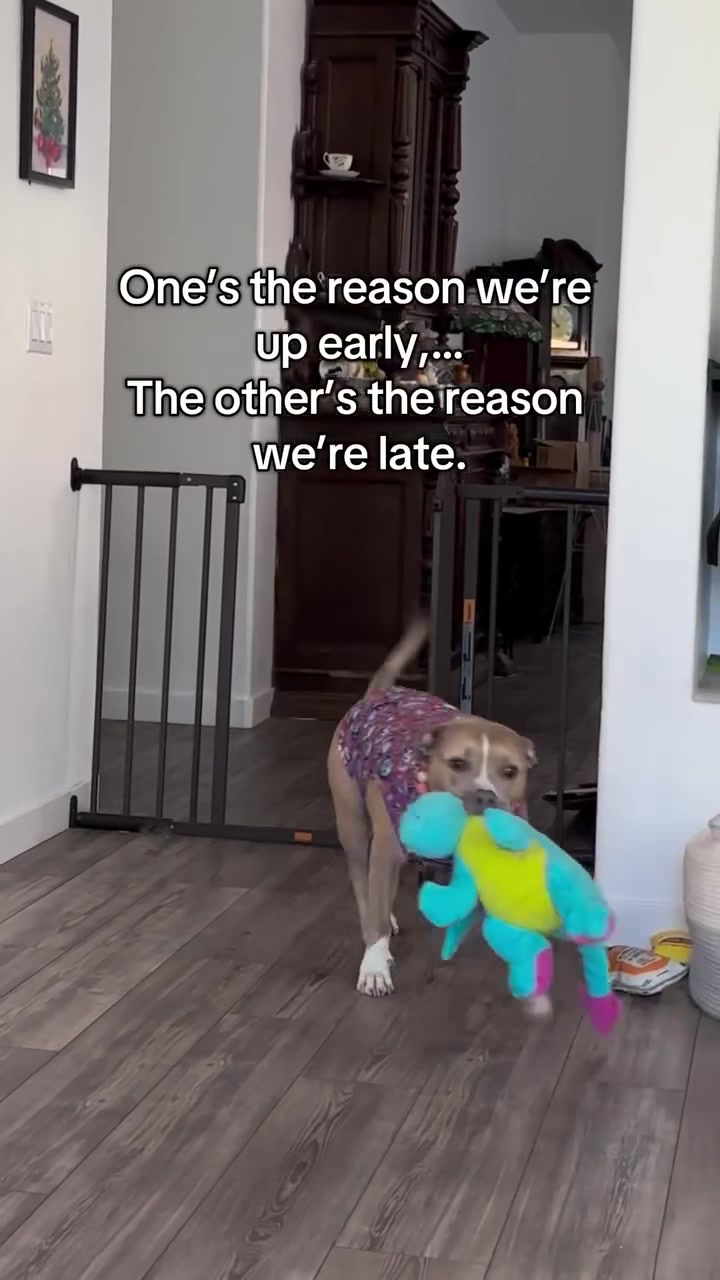 @Indie.pittie