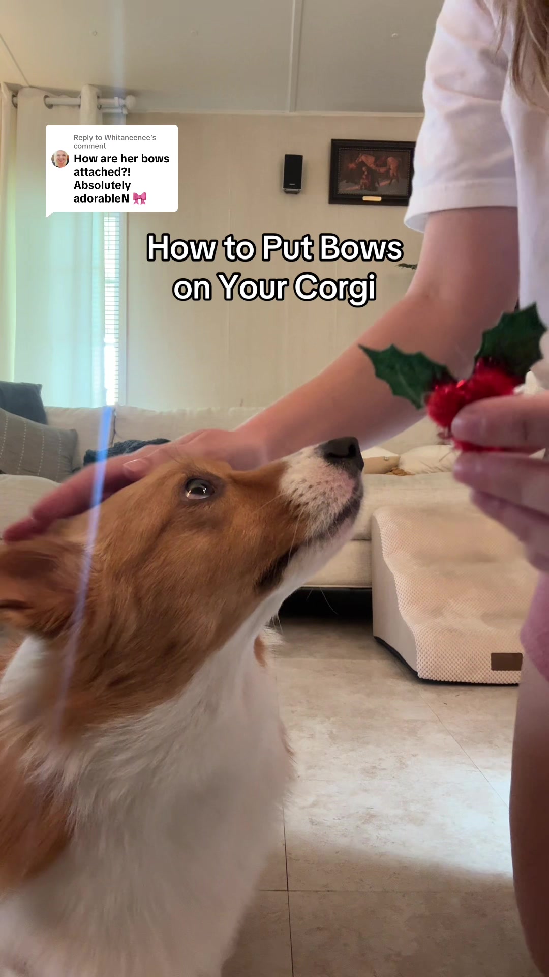 @Hope the Corgi