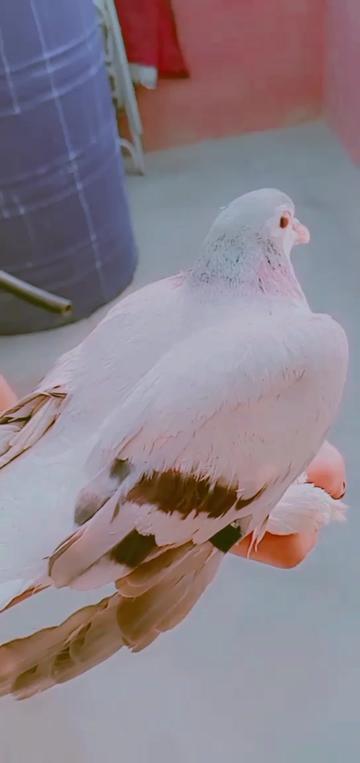 @𝑭𝒊𝒛𝒖🦋