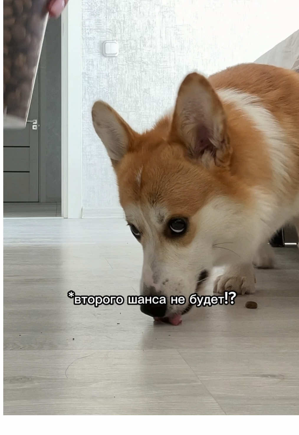 @corgimom.alntz