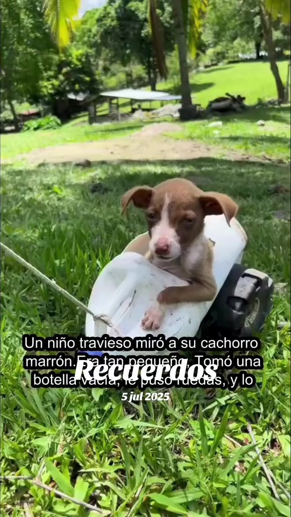 @Perritos Voladores