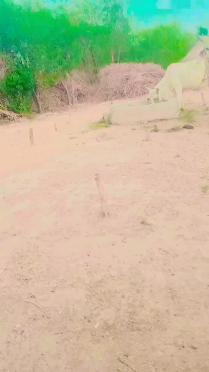@aijaz solangi