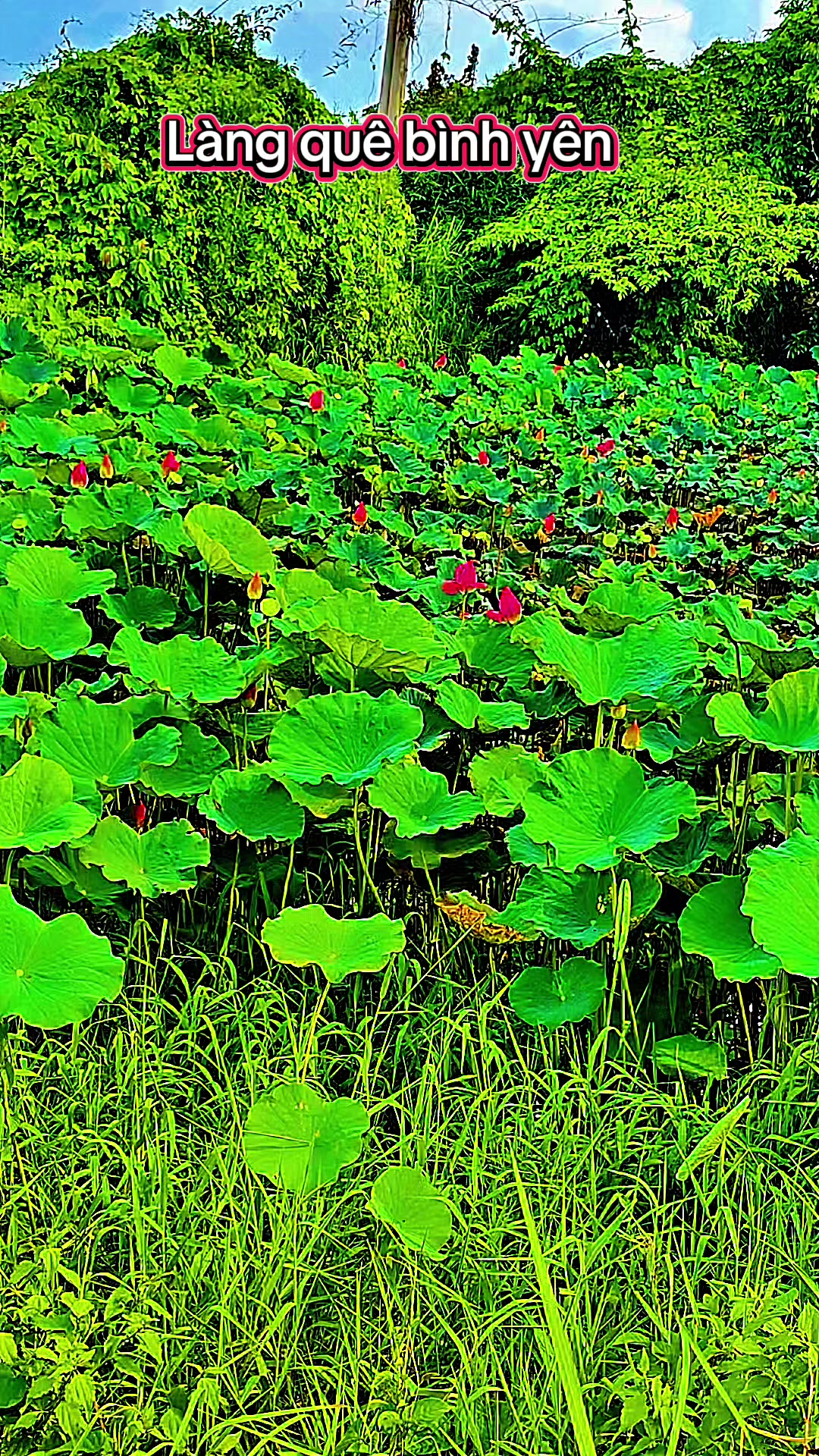 @Sen Hồng