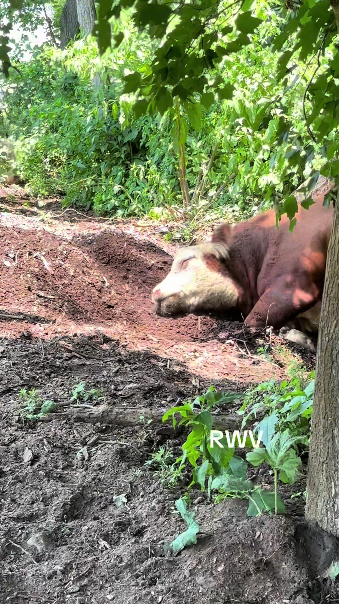 @RWV Land & Livestock