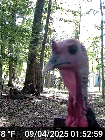 @Shedcam