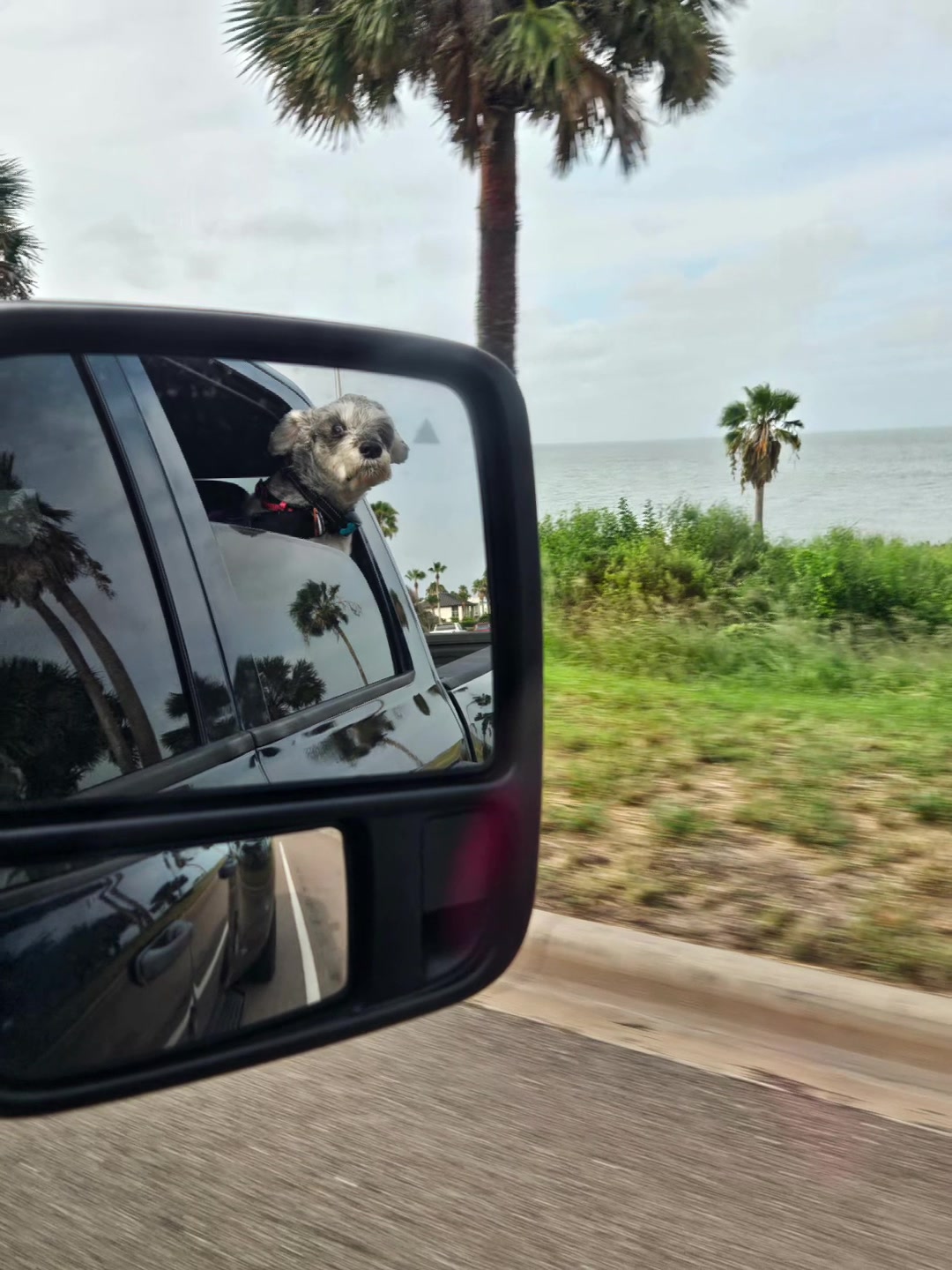 @Cooper The Schnauzer