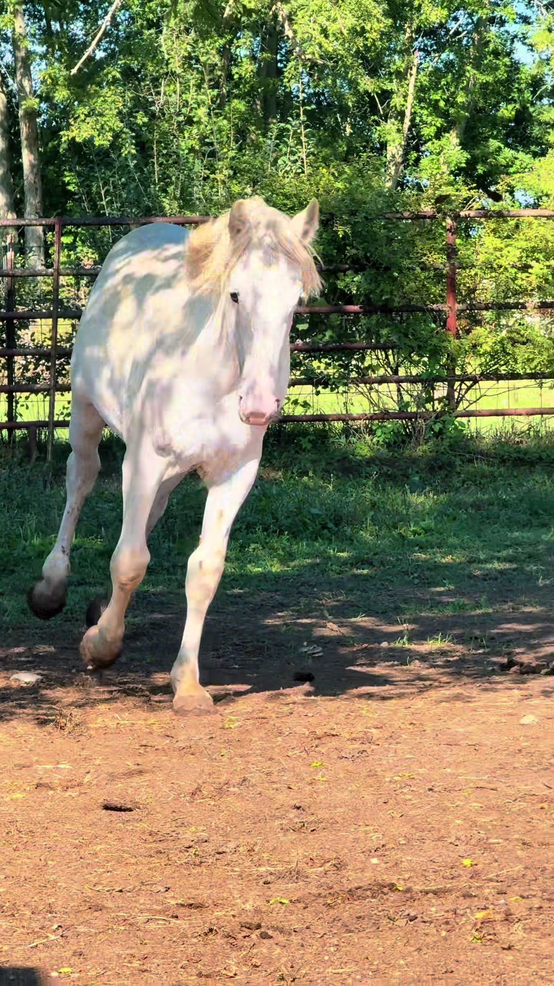 @Free Spirit Equestrian