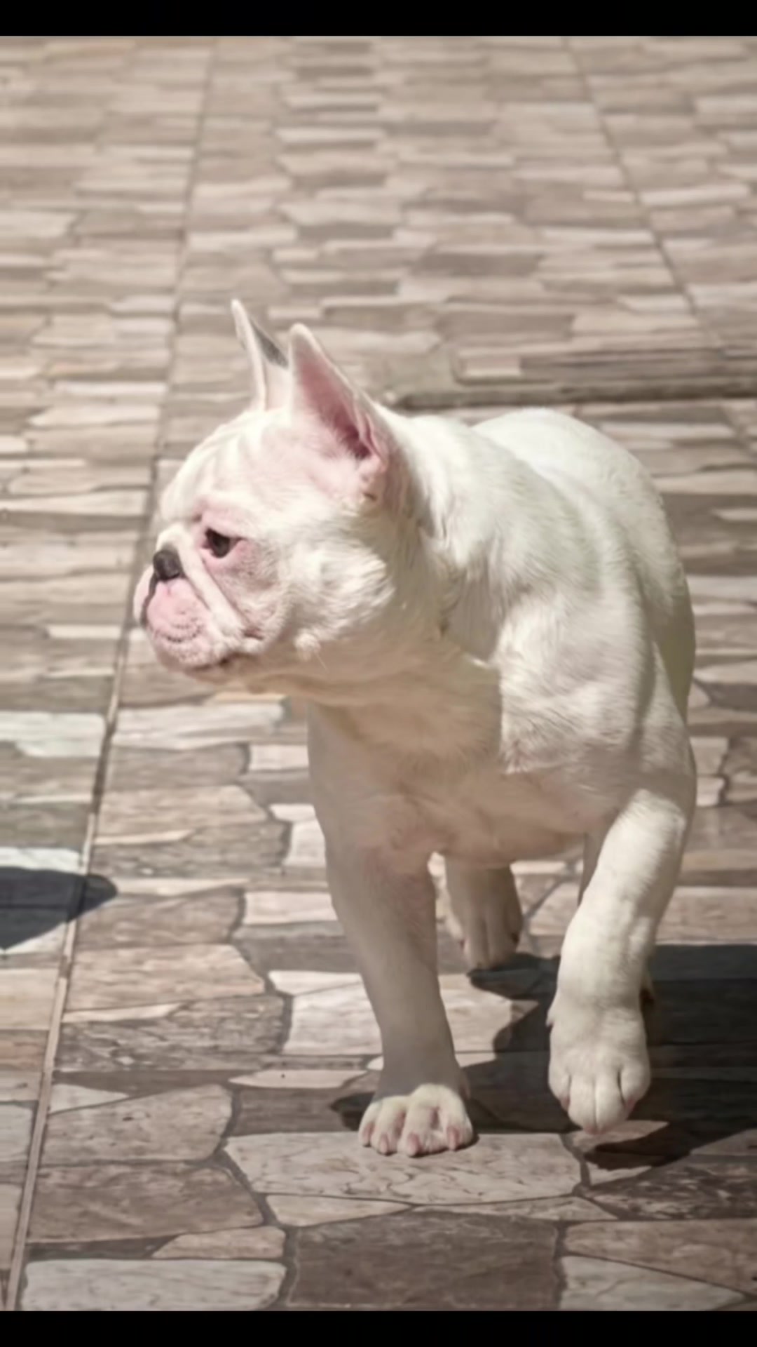 @Bosphorus Bulls French Bulldog