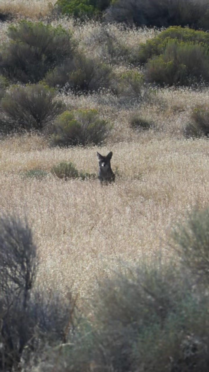 @FOXPRO Game Calls