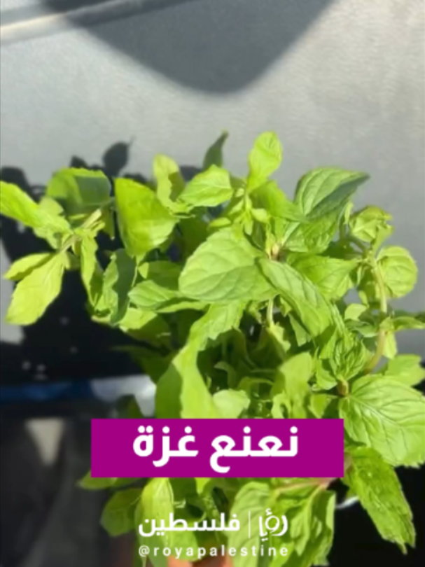@Royapalestine رؤيا فلسطين