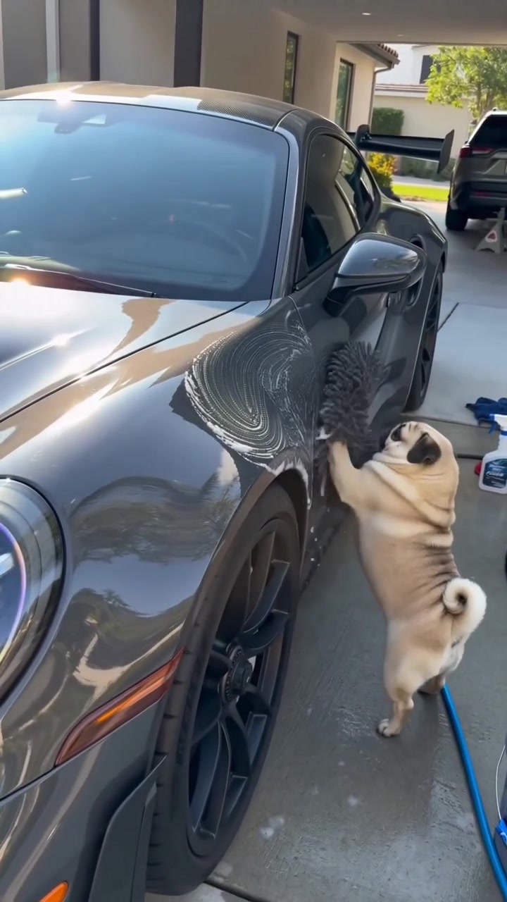 @Lucas The Pug