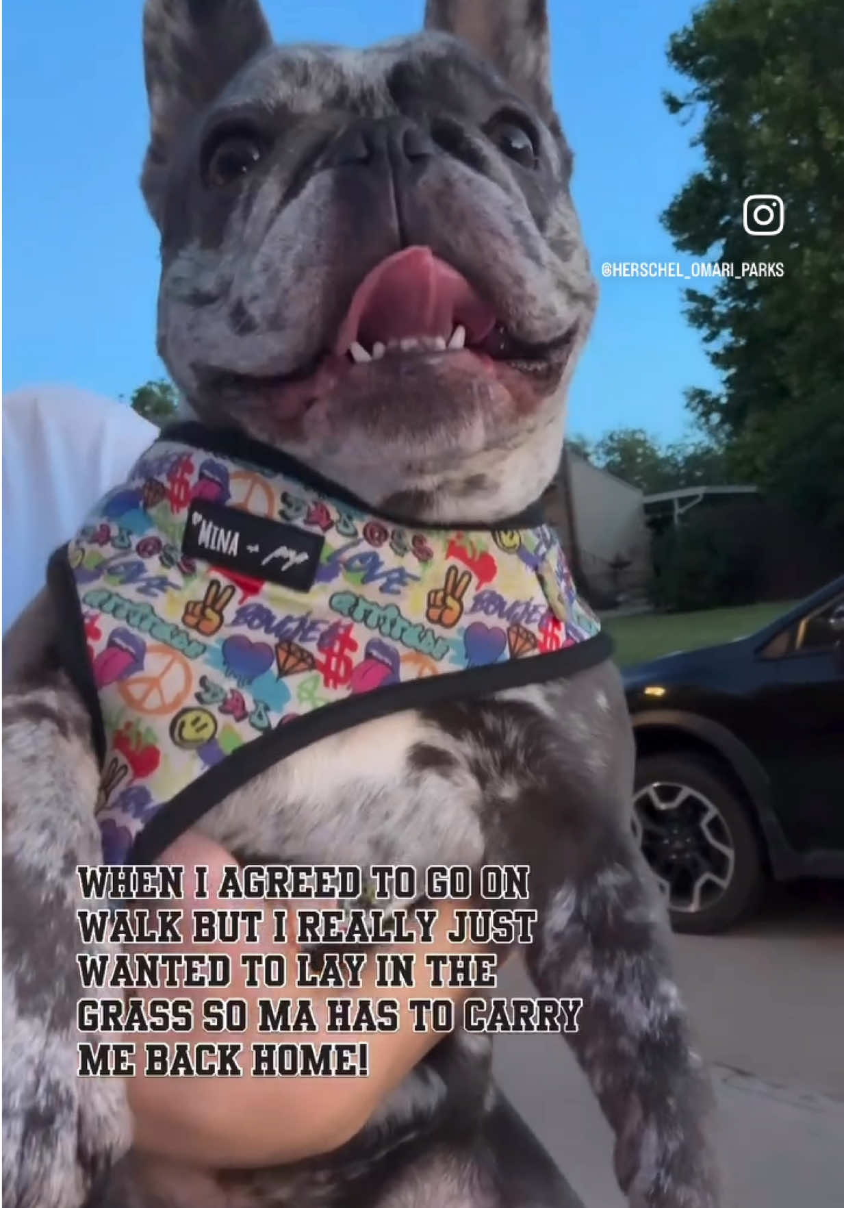 @Fly Lil Frenchie From OKC