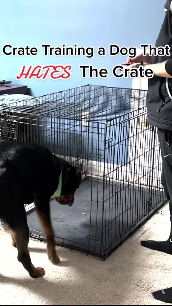 @Best Buddy Dog Trainer LLC