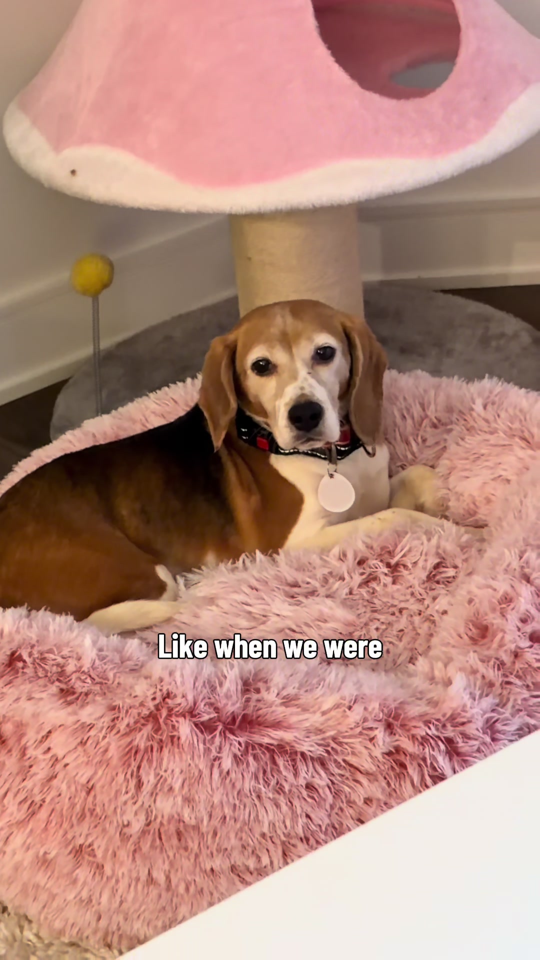 @Petal the kitty