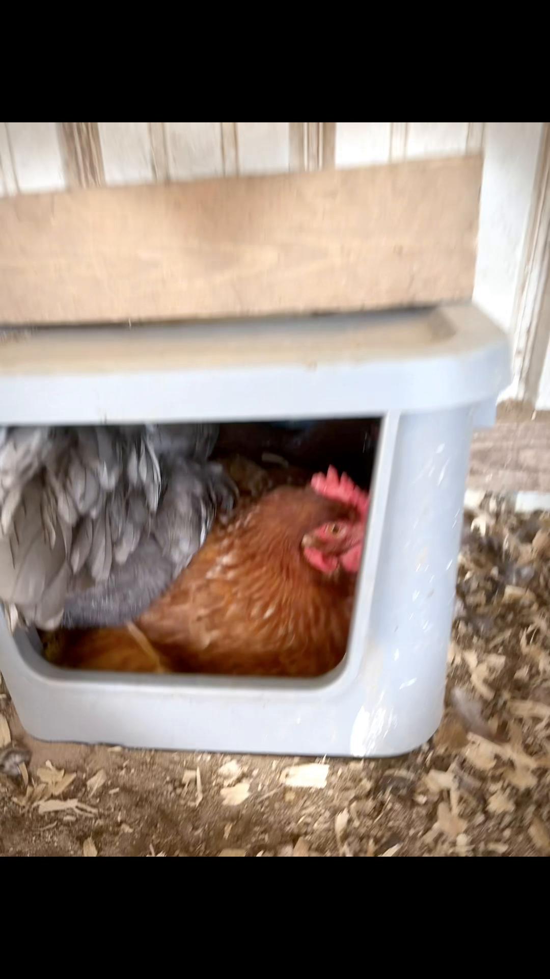 @crochetingchicken
