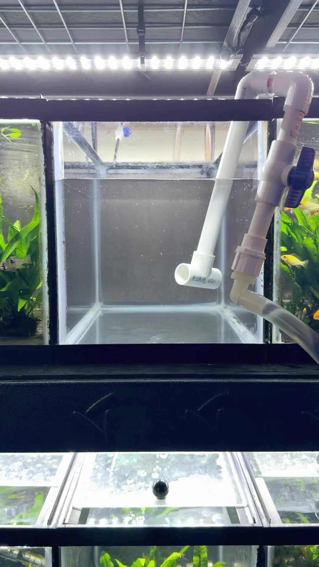 @Daku Aquatics