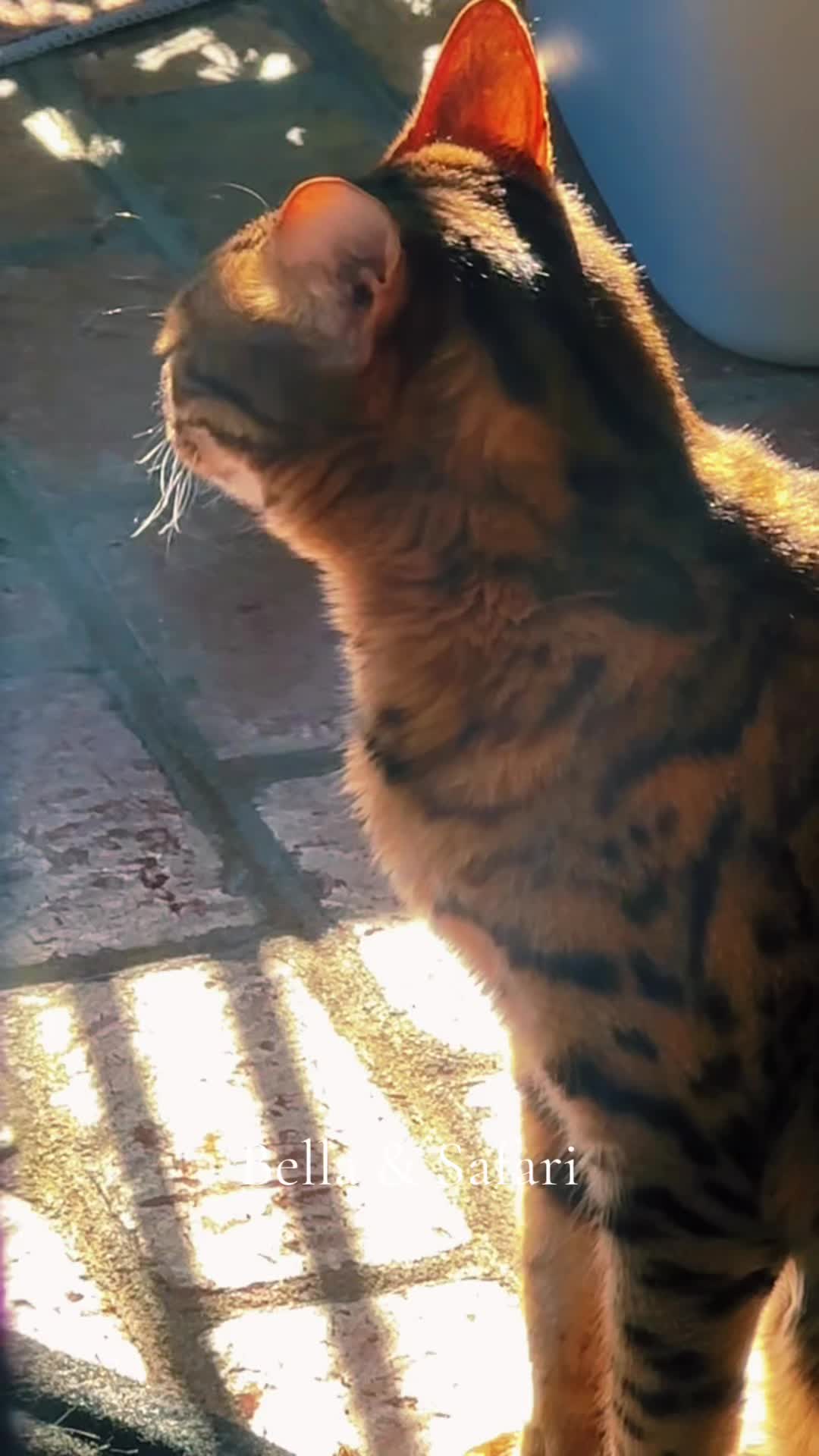 @Jasper🐆Bella🐆Safari🐆