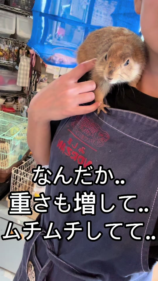 @総合ペットショップ　ノーザンみしま