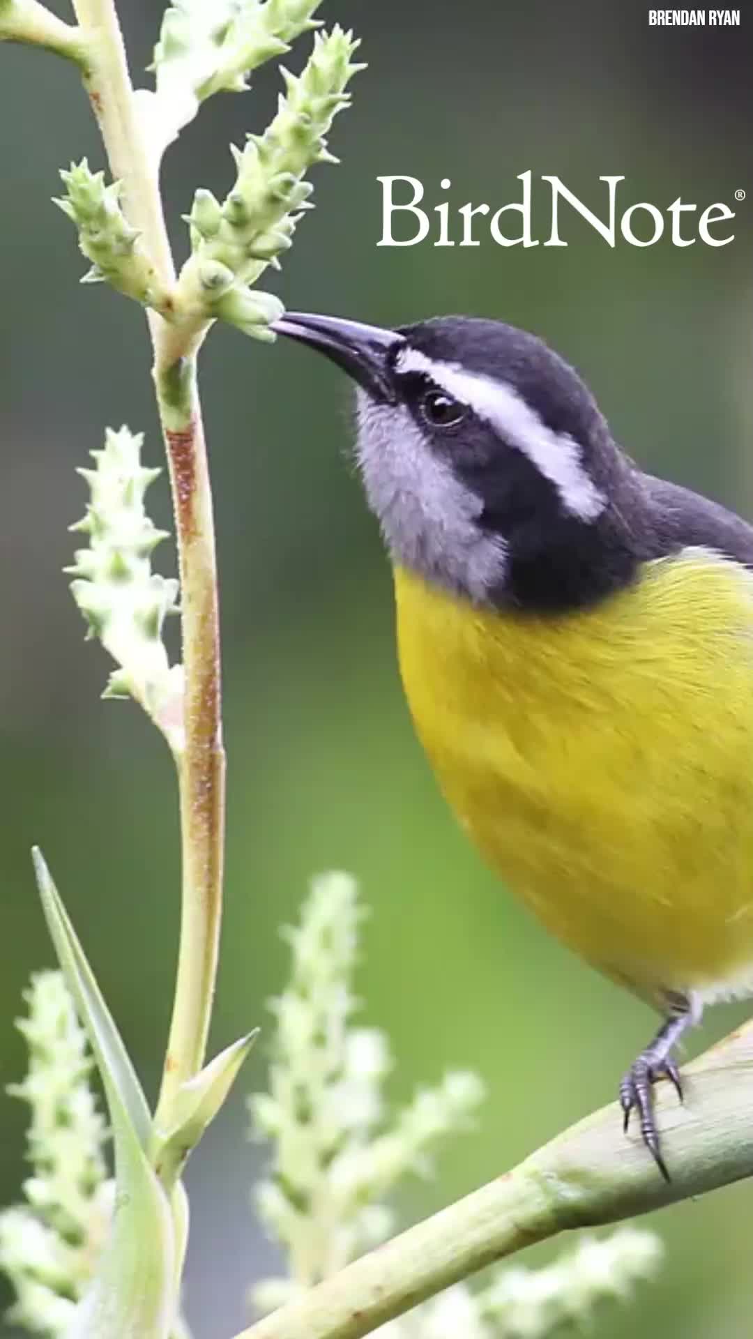 @BirdNote