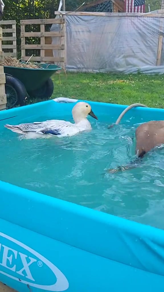 @Cluck and Waddle Farm Rescue