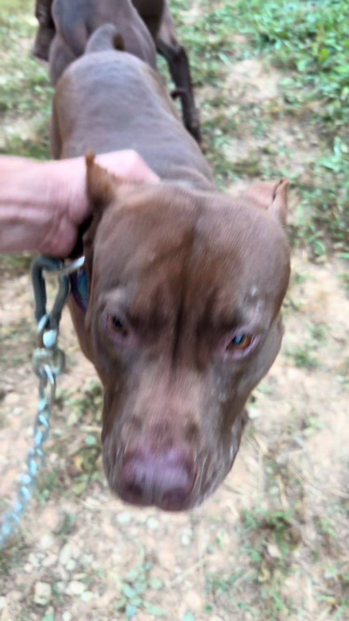 @WorldGoneMadKennels