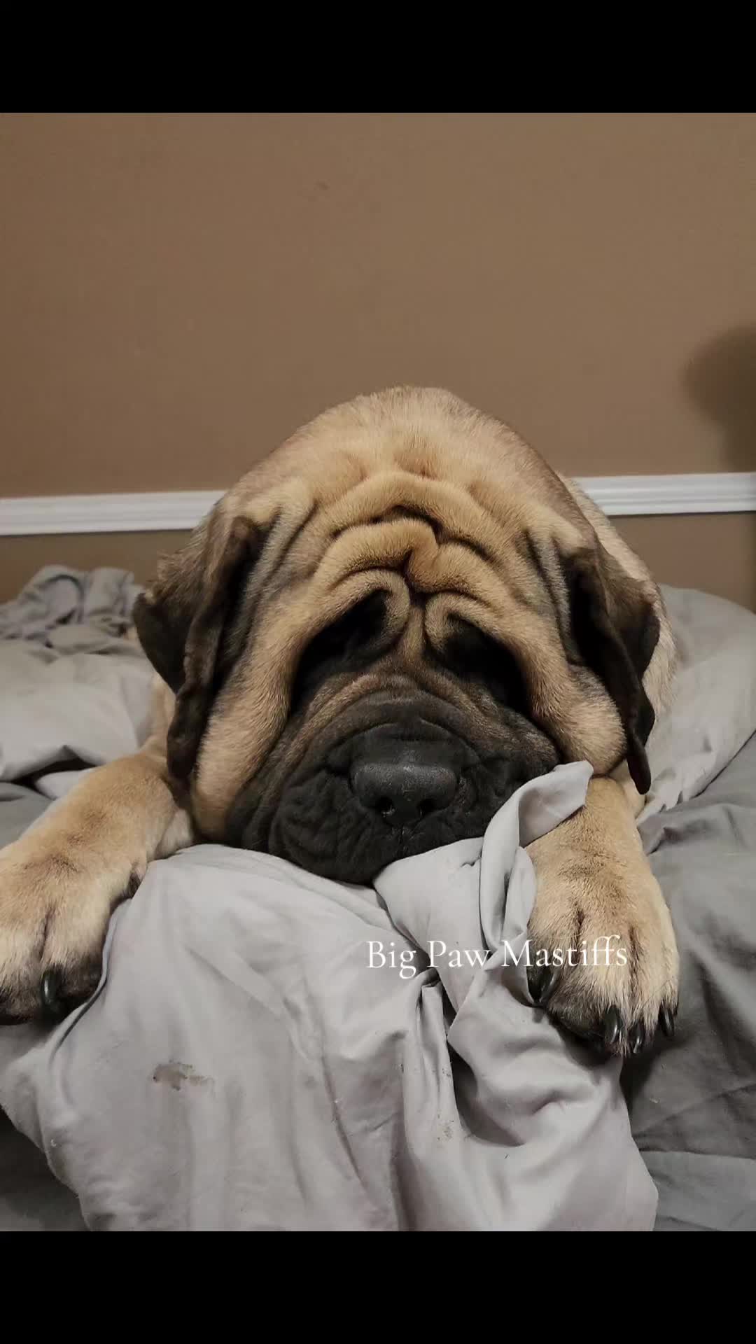 @Big Paw Mastiffs