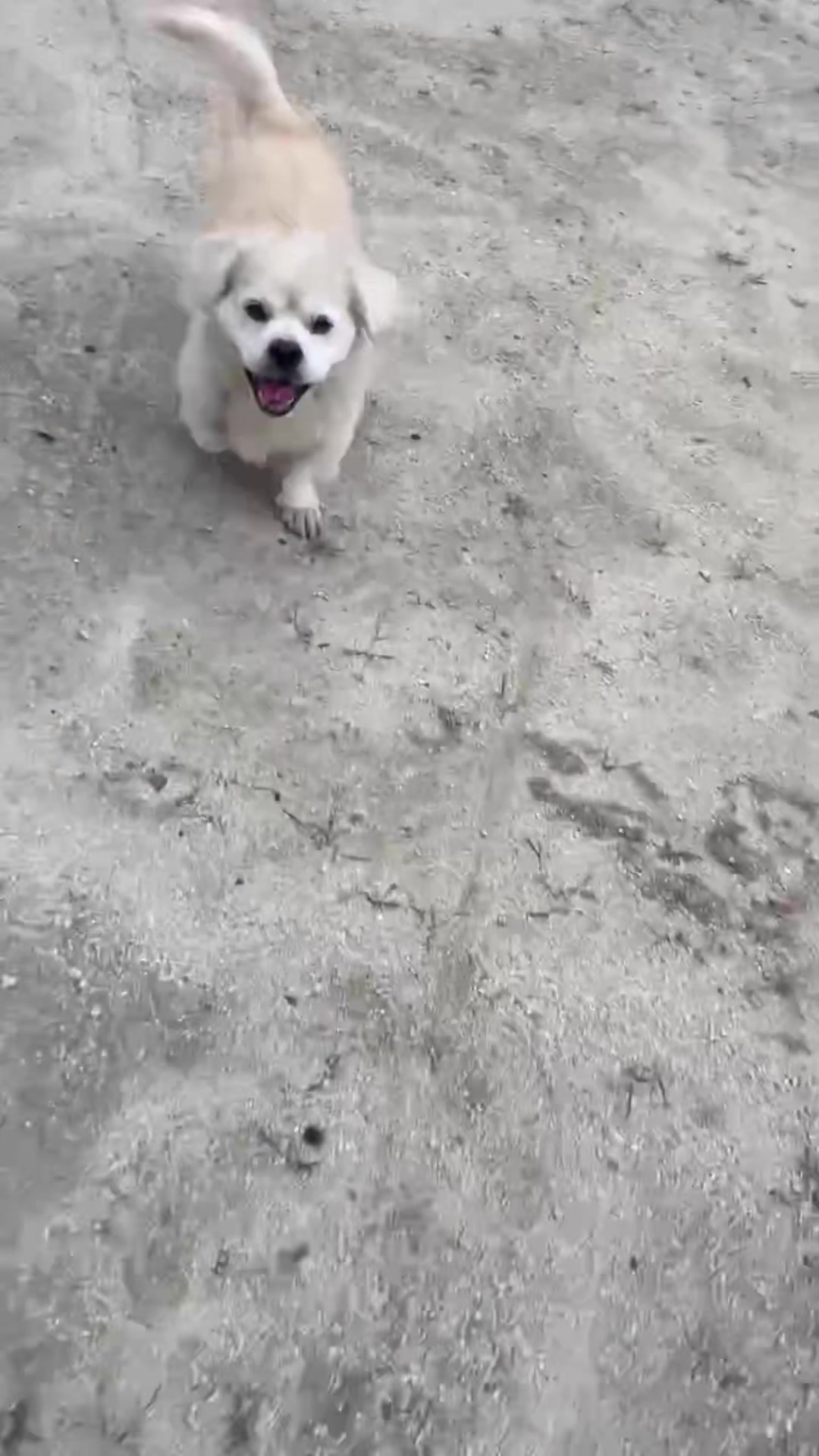 @オクラ