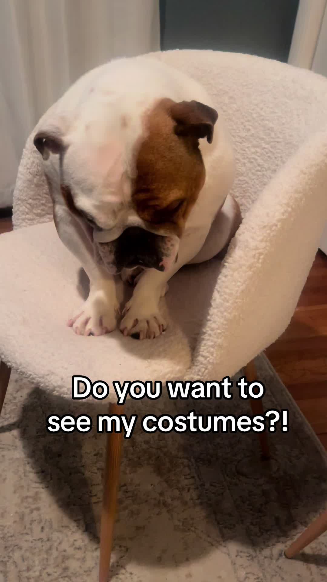 @Stubby The Bulldog